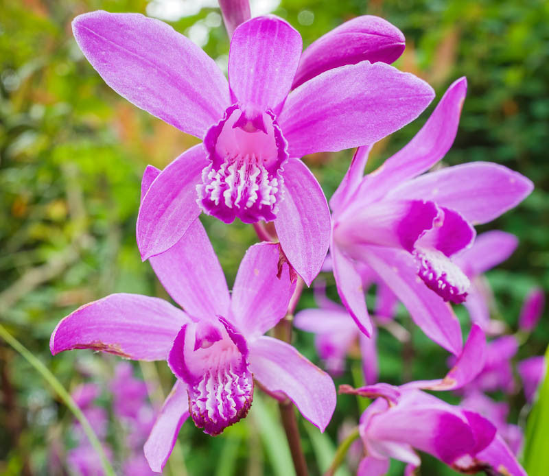Bletilla Striata Blumensamen zur Aussaat farbenfroh Schau Traditionssorte & ohne Gentechnik Samen Hausgarten