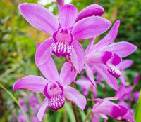 Bletilla Striata Blumensamen zur Aussaat farbenfroh Schau Traditionssorte & ohne Gentechnik Samen Hausgarten