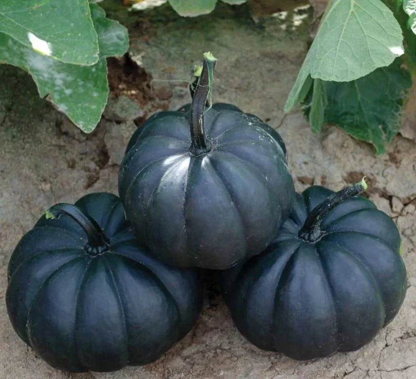 Schwarz Pumpkin Gemüsesamen | Planting Guide for Healthy Growth