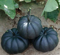 Schwarz Pumpkin Gemüsesamen | Planting Guide for Healthy Growth