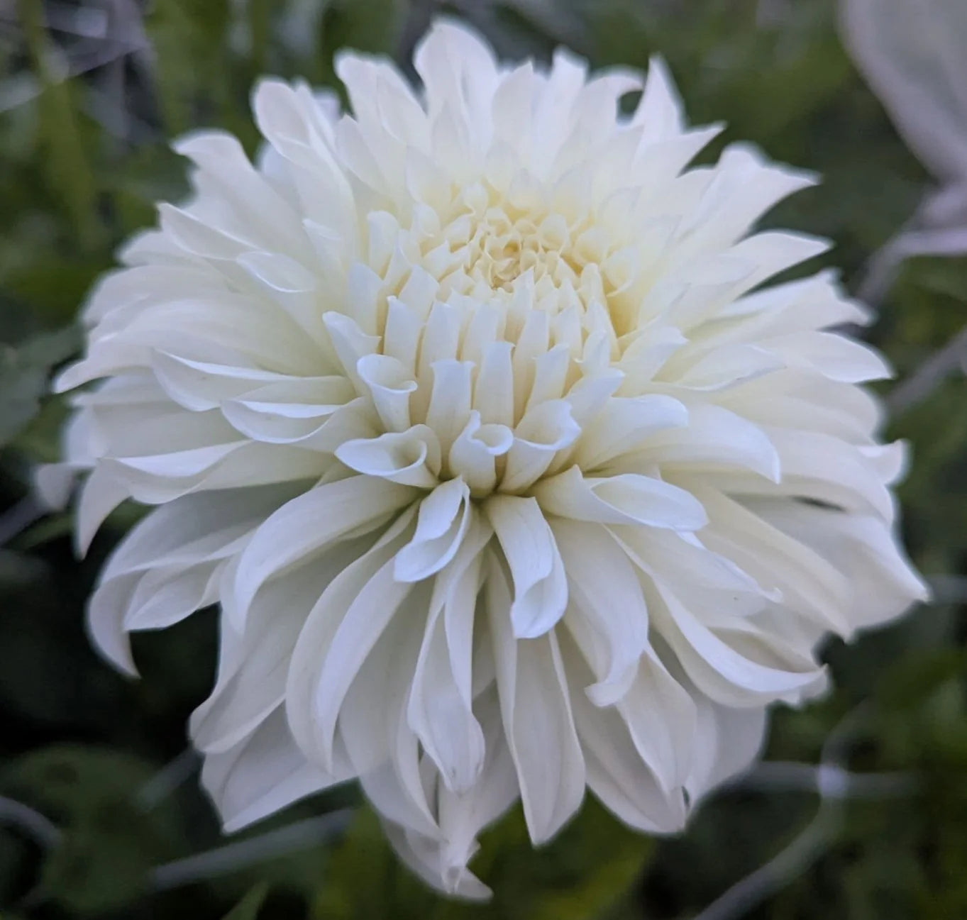 Karma Amanda Violett Weiß Bicolor Dahlie Blumensamen zur Aussaat Wildblume Mischung Traditionssorte & ohne Gentechnik Samen Hausgarten