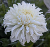 Karma Amanda Violett Weiß Bicolor Dahlie Blumensamen zur Aussaat Wildblume Mischung Traditionssorte & ohne Gentechnik Samen Hausgarten