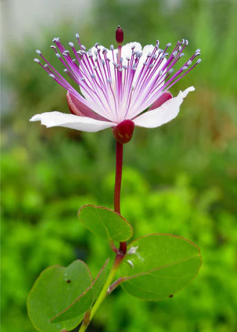 Capers Blumensamen zur Aussaat ideal Rabatten Traditionssorte & ohne Gentechnik Samen Hausgarten