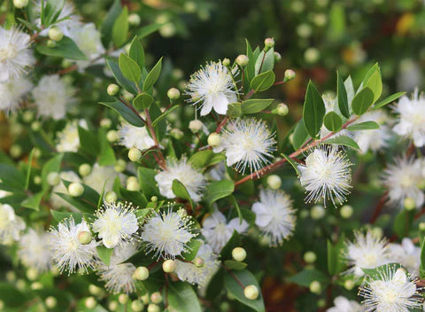 Myrtle Blumensamen zur Aussaat – duftend Blüten – Traditionssorte & ohne Gentechnik Samen Hausgarten