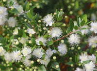 Myrtle Blumensamen zur Aussaat – duftend Blüten – Traditionssorte & ohne Gentechnik Samen Hausgarten