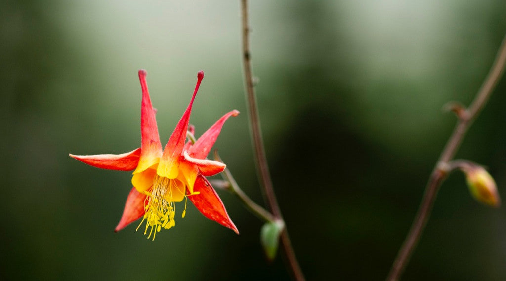 Orange Weiß Akelei Blumensamen zur Aussaat Bestäuber freundlich Traditionssorte & ohne Gentechnik Samen Hausgarten