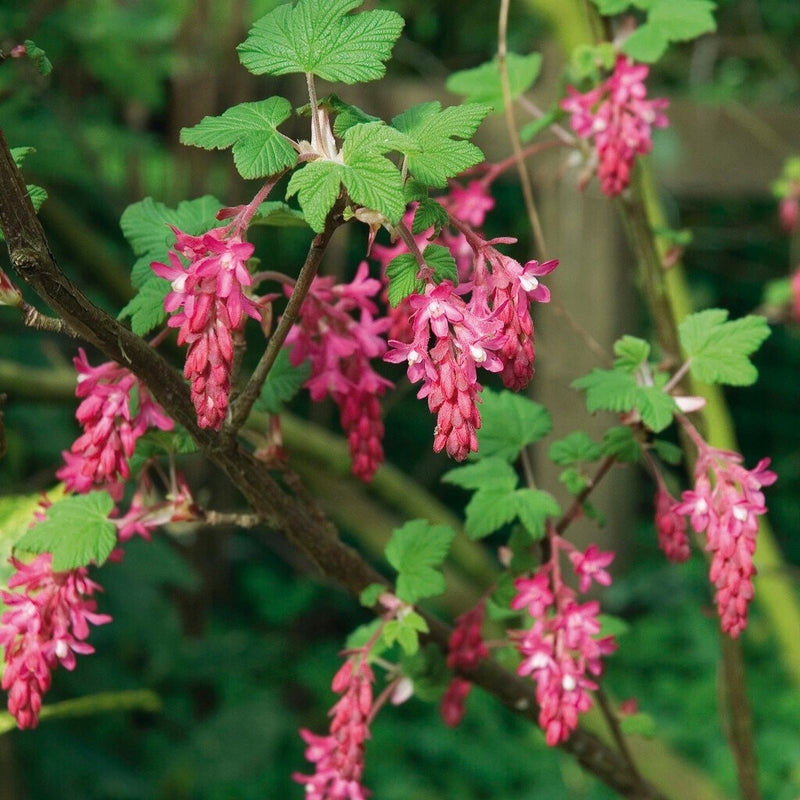 Blaue-black edible currant berries on the shrub