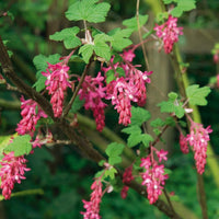 Blaue-black edible currant berries on the shrub