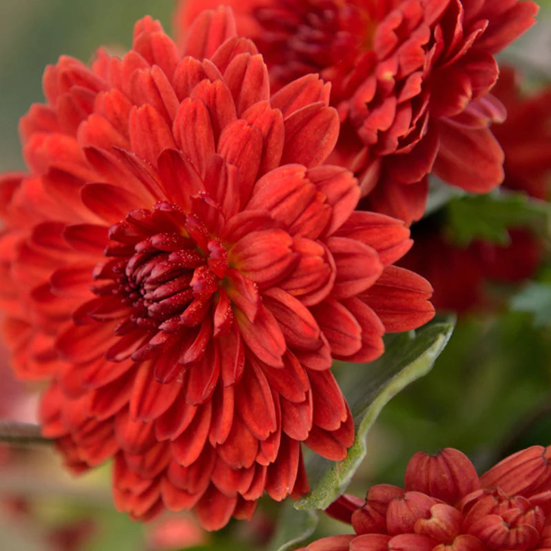 tief Rot Chrysantheme Blumensamen zur Aussaat – kompakt Wuchs – Traditionssorte & ohne Gentechnik Samen Hausgarten