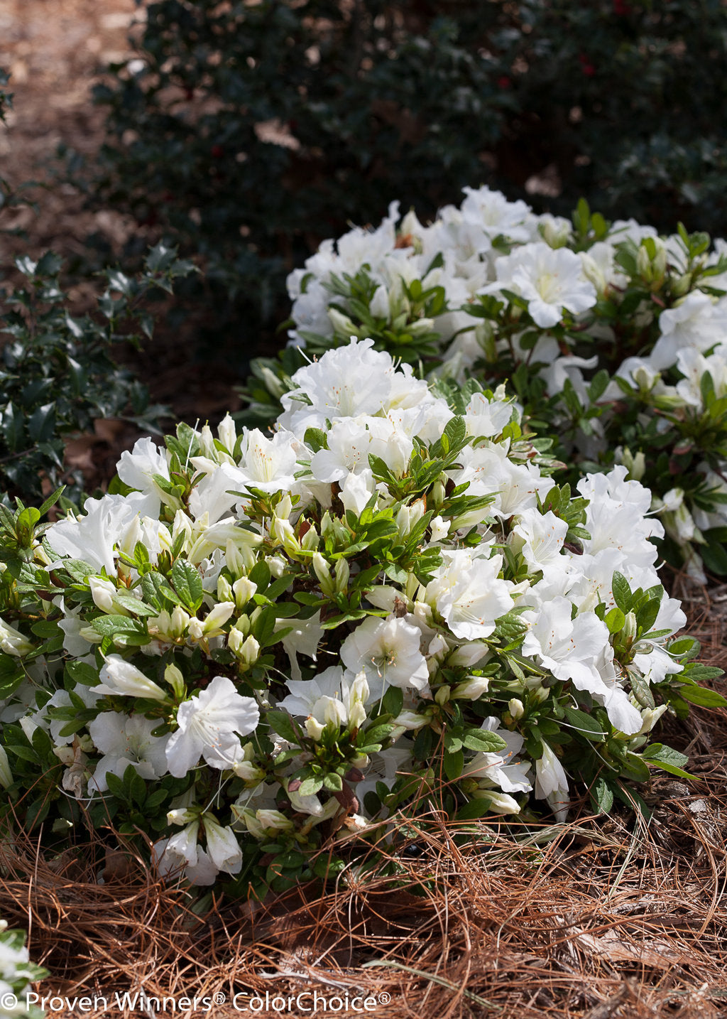 Weiß Azalee Baum Samen Garten Aussaat – Samen Blüten und Outdoor Charm