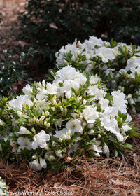 Weiß Azalee Baum Samen Garten Aussaat – Samen Blüten und Outdoor Charm