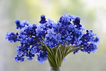 Blau lavender blumen blooming in garten