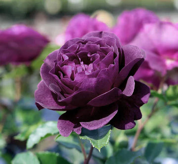 Dark lila rose blume samen for anpflanzung