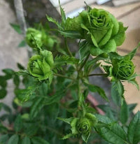 Blooming grün rose blumen