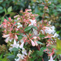 Blooming lavender abelia shrubs