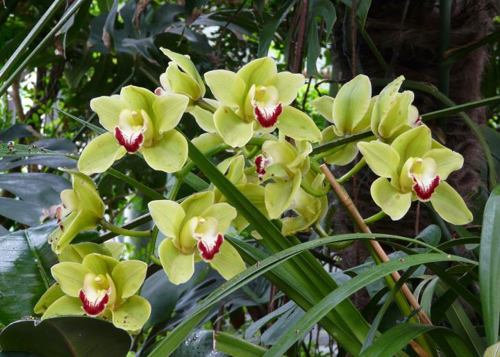 Blooming light grün orchid pflanze