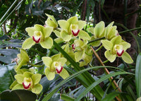 Blooming light grün orchid pflanze