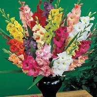 Stunning mixed color gladiolus blumen