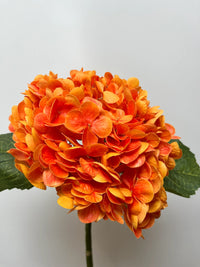 Blooming orange hydrangea blumen in a home garten