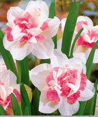 Stunning rosa & weiß daffodil blumen