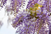 Weiß Blau Blauregen Blumensamen zur Aussaat – Traditionssorte ohne Gentechnik biologisch Garten Samen Keimung