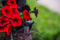 Rot petunia blumen in garten