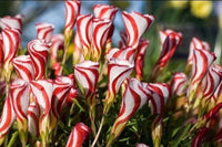 Blooming rot weiß versicolor blumen in garten