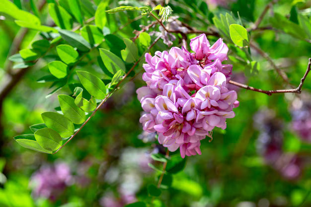 Rosa Locust Baum Samen einfache Aussaat