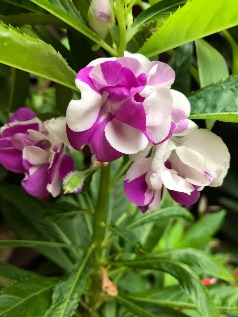 Blooming weiß violet balsam camellia blumen in garten