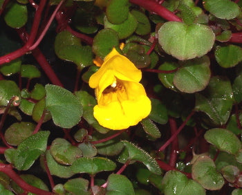 Blooming gelb balsam blumen in garten