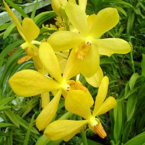 Blooming gelb orchid in garten topf