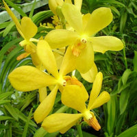 Blooming gelb orchid in garten topf