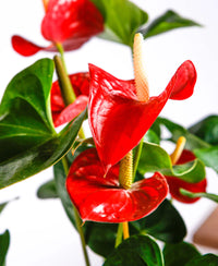 Grün Rot Flamingoblume Blumensamen zur Aussaat – Wildblume Mischung – Traditionssorte & ohne Gentechnik Samen Hausgarten