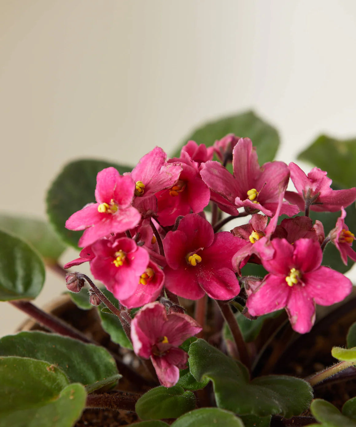 African Violett Rot Blumensamen einzigartig Bodendecker – exotisch Blüten