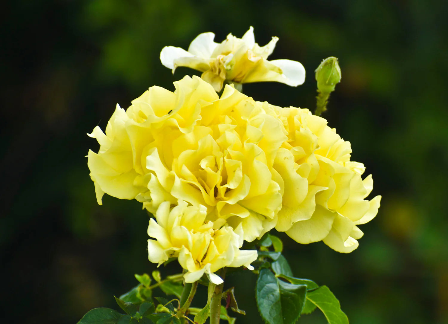 Gelb Nelke Blumensamen zur Aussaat – Wildblume Mischung – Traditionssorte & ohne Gentechnik Samen Hausgarten