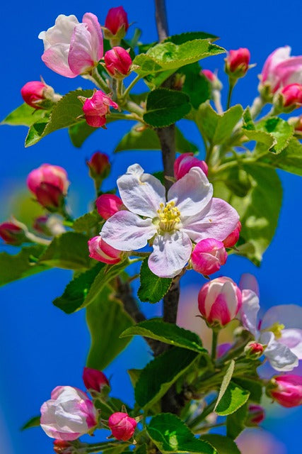 Rote Rubinette-Blume Samen für einfaches Anpflanzen