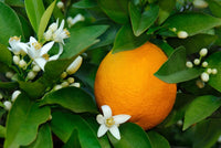 Orangen frucht Samen für einfaches Anpflanzen