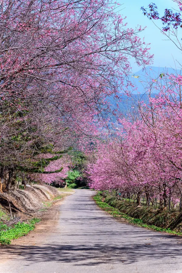 Himalayan Cherry Baum Samen (Prunus Cerasoides) – Rosa Blumen & Rot Fruit Landscapes