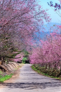 Himalayan Cherry Baum Samen (Prunus Cerasoides) – Rosa Blumen & Rot Fruit Landscapes