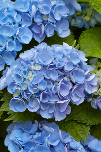 Sky blau hydrangea samen for vibrant blume anpflanzung