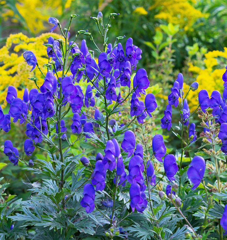Blau aconitum carmichaelii samen for anpflanzung