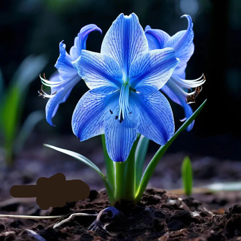 Blau Ritterstern Blumensamen zur Aussaat hochwertige Qualitäts- Traditionssorte & ohne Gentechnik Samen Hausgarten