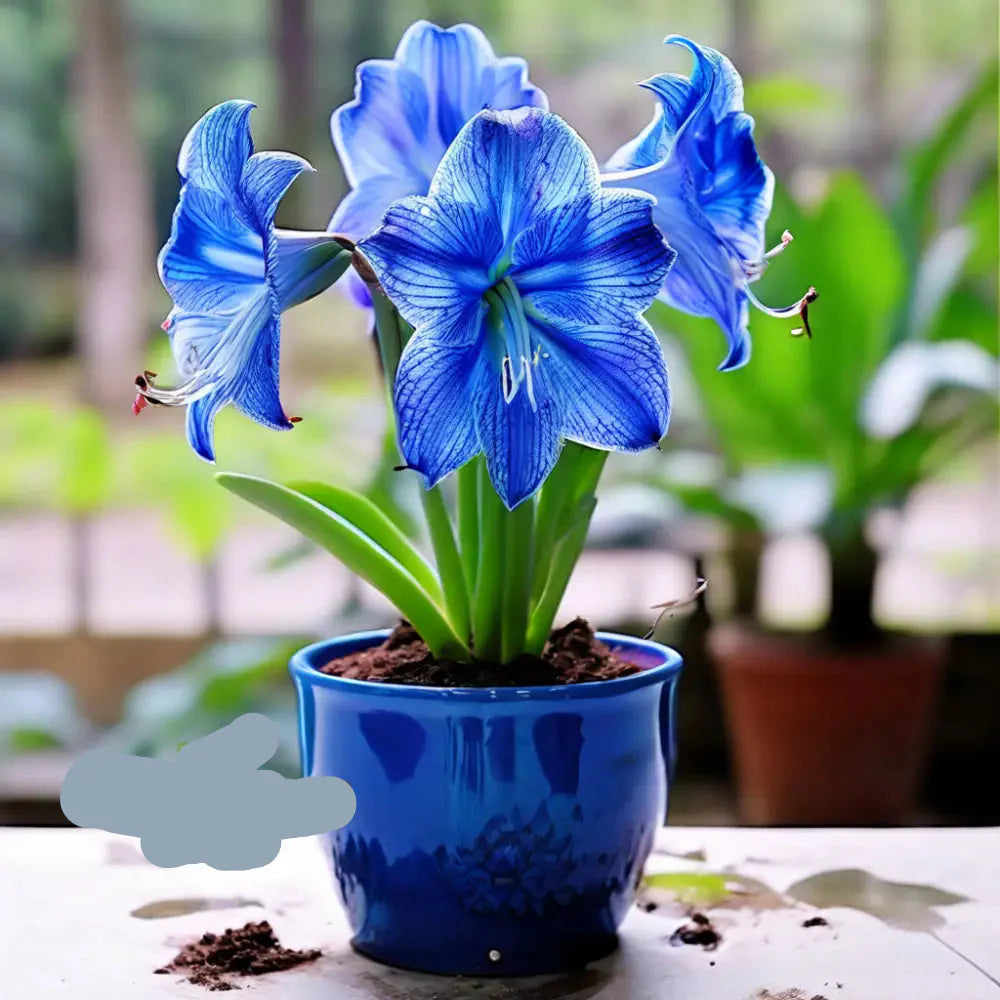 Blau (blau amaryllis) samen for anpflanzung in home garten