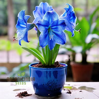Captivating light blau amaryllis samen for a soothing garten