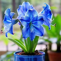 Blau amaryllis samen for anpflanzung