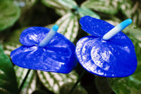 Blau anthurium blume samen for anpflanzung