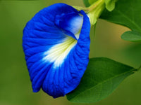 Blau Clitoria Blumensamen zur Aussaat – leuchtend – Traditionssorte & ohne Gentechnik Samen Hausgarten