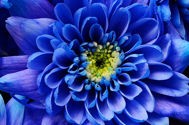 Vibrant blau aster blooms in garten