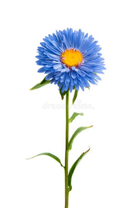 Aster samen: classic blau and weiß for timeless beauty