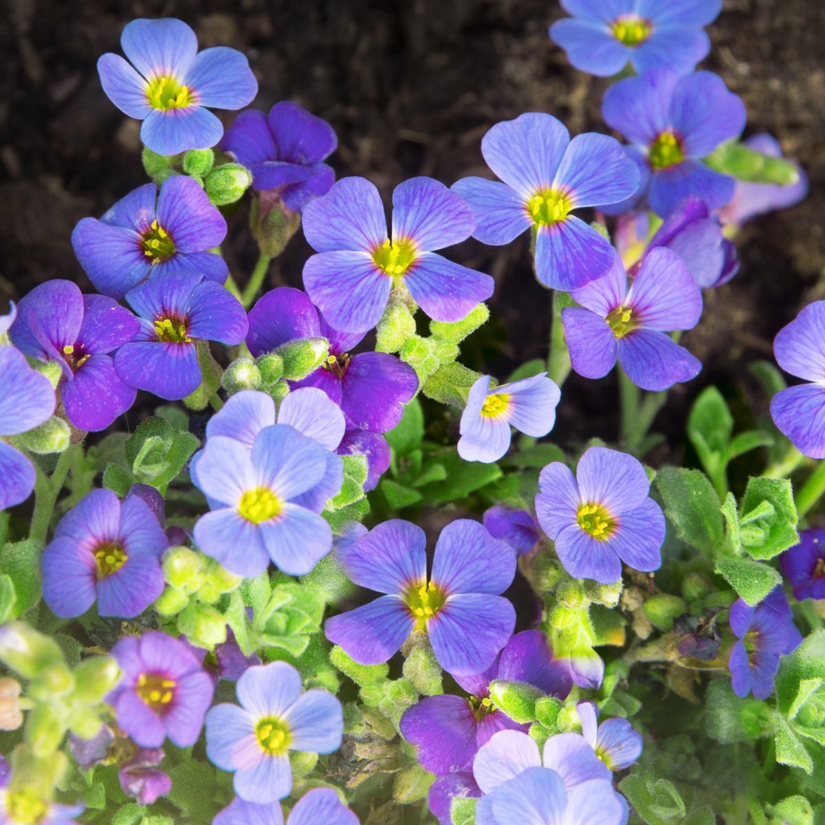Blau aubrieta samen for anpflanzung